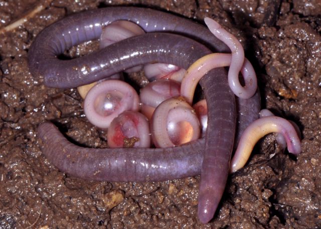 Άγνωστη οικογένεια άποδων αμφίβιων κρυβόταν στα χώματα της Ινδίας